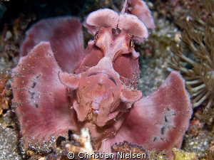 We found this beauty in Horseshoe Bay, Rinca Island. It w... by Christian Nielsen 